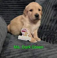 Ms. Dark Green, a female Golden Retriever for sale in Fayetteville, NC – 1 of 5