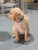 Ms. Light Blue/Teal, a female Golden Retriever for sale in Fayetteville, NC – 3 of 6