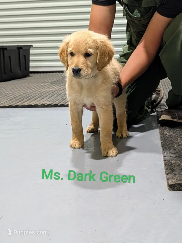 Ms. Dark Green – Golden Retriever puppy for sale in Fayetteville, NC