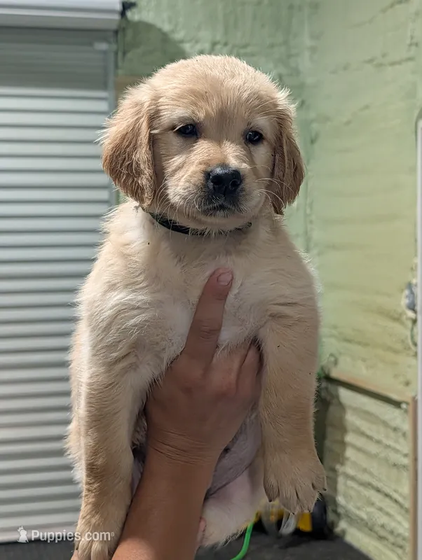Ms. Dark Green – Golden Retriever puppy for sale in Fayetteville, NC