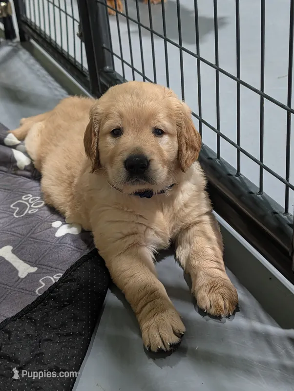 Mr. blue – Golden Retriever puppy for sale in Fayetteville, NC