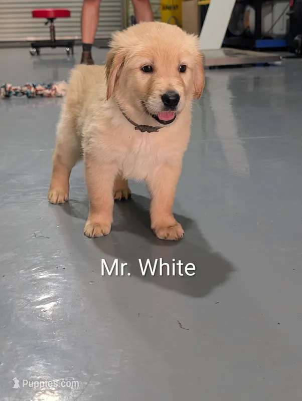 Mr. White – Golden Retriever puppy for sale in Fayetteville, NC