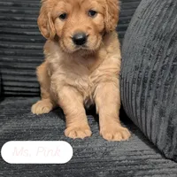 Ms. Pink , a female Golden Retriever for sale in Fayetteville, NC – 1 of 4