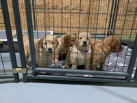 Ms. Pink , a female Golden Retriever for sale in Fayetteville, NC – 4 of 4