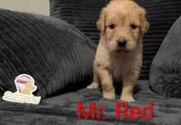 Mr. Red, a male Golden Retriever for sale in Fayetteville, NC – 2 of 5