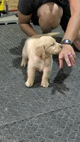 Mr. Orange, a male Golden Retriever for sale in Fayetteville, NC – 3 of 8