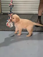 Mr. Orange, a male Golden Retriever for sale in Fayetteville, NC – 4 of 8