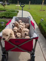 Ms. Brown, a female Golden Retriever for sale in Fayetteville, NC – 3 of 3