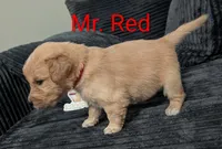 Mr. Red, a male Golden Retriever for sale in Fayetteville, NC – 1 of 5
