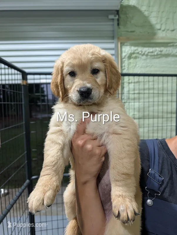 Ms. Purple – Golden Retriever puppy for sale in Fayetteville, NC