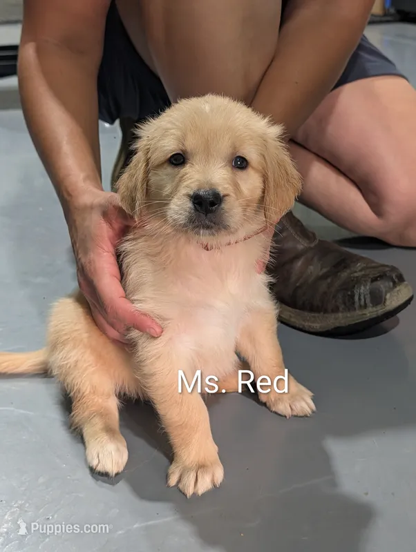 Ms. Red – Golden Retriever puppy for sale in Fayetteville, NC