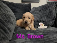 Ms. Brown, a female Golden Retriever for sale in Fayetteville, NC – 2 of 3