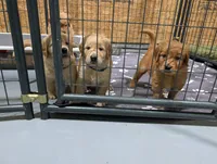 Ms. Purple, a female Golden Retriever for sale in Fayetteville, NC – 3 of 3