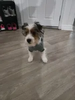 Jayce, a male Yorkshire Terrier for sale in Belleview, FL – Photo 7 of 8