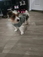 Jayce, a male Yorkshire Terrier for sale in Belleview, FL – Photo 6 of 8