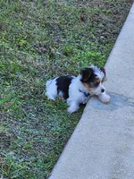 Jayce, a male Yorkshire Terrier for sale in Belleview, FL – Photo 8 of 8