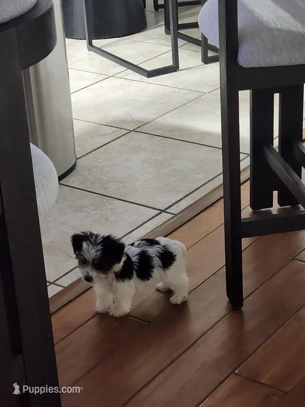 Jayce – Yorkshire Terrier puppy for sale in Belleview, FL