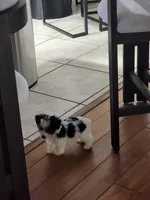 Jayce, a male Yorkshire Terrier for sale in Belleview, FL – Photo 1 of 8