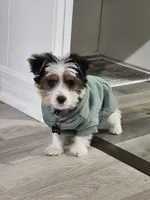 Jayce, a male Yorkshire Terrier for sale in Belleview, FL – Photo 4 of 8