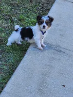 Jayce, a male Yorkshire Terrier for sale in Belleview, FL – Photo 5 of 8