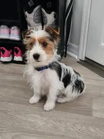 Jayce, a male Yorkshire Terrier for sale in Belleview, FL – Photo 2 of 8