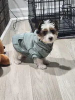 Jayce, a male Yorkshire Terrier for sale in Belleview, FL – Photo 3 of 8