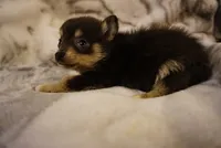 Lila, a female Pomchi for sale in Peoria, IL – Photo 2 of 9