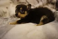 Lila, a female Pomchi for sale in Peoria, IL – Photo 8 of 9