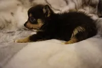 Lila, a female Pomchi for sale in Peoria, IL – Photo 4 of 9