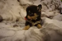 Lila, a female Pomchi for sale in Peoria, IL – Photo 9 of 9