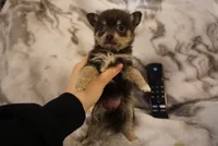 Lila, a female Pomchi for sale in Peoria, IL – Photo 7 of 9