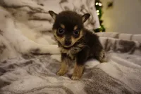 Lila, a female Pomchi for sale in Peoria, IL – Photo 6 of 9