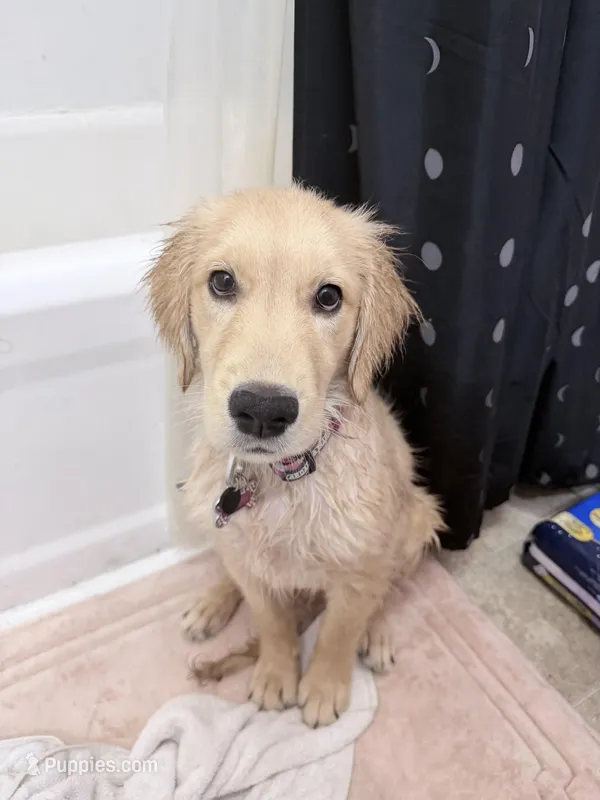 Rumi – Golden Retriever puppy for sale in Mogadore, OH