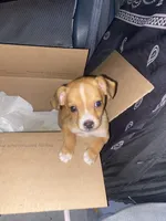 Parker , a male Chihuahua for sale in Surrency, GA – 2 of 3