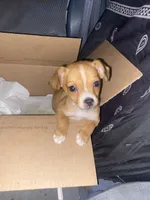 Parker , a male Chihuahua for sale in Surrency, GA – 3 of 3