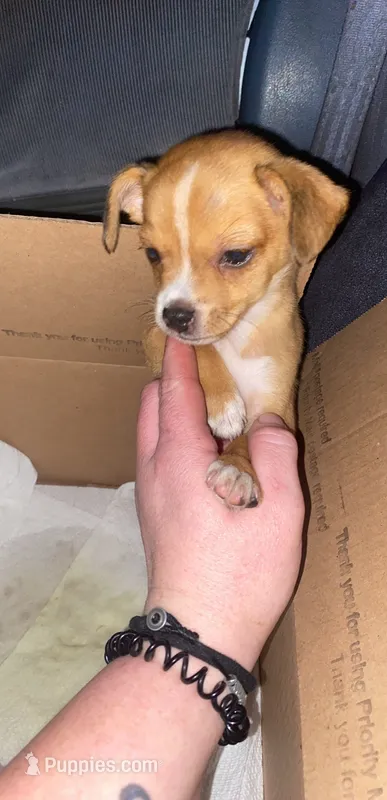Parker  – Chihuahua puppy for sale in Surrency, GA