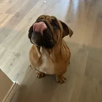 Rex, a male English Bulldog for sale in Dallas, TX – Photo 2 of 3