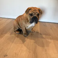 Rex, a male English Bulldog for sale in Dallas, TX – Photo 3 of 3