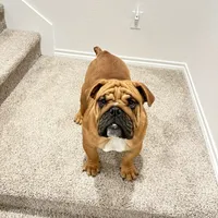 Rex, a male English Bulldog for sale in Dallas, TX – Photo 1 of 3