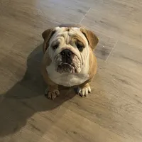 Daisy, a female English Bulldog for sale in Dallas, TX – Photo 2 of 2