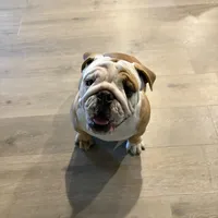 Daisy, a female English Bulldog for sale in Dallas, TX – Photo 1 of 2