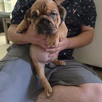 Sophie, a female English Bulldog for sale in Dallas, TX – Photo 1 of 3