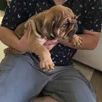 Sophie, a female English Bulldog for sale in Dallas, TX – Photo 2 of 3