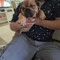 Sophie, a female English Bulldog for sale in Dallas, TX – Photo 3 of 3