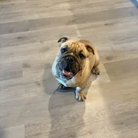 Levi, a male English Bulldog for sale in Dallas, TX – Photo 2 of 2