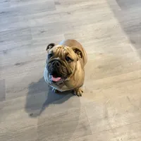 Levi, a male English Bulldog for sale in Dallas, TX – Photo 1 of 2