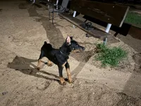 AKC Euro Doberman , a male Doberman Pinscher for sale in Pensacola, FL – 4 of 4