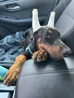 AKC Euro Doberman , a male Doberman Pinscher for sale in Pensacola, FL – 2 of 4