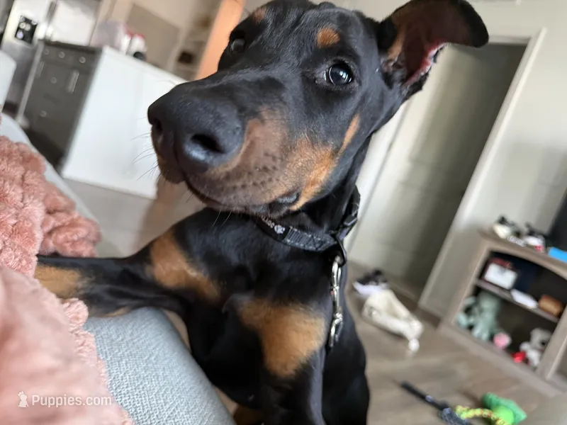 AKC Euro Doberman  – Doberman Pinscher puppy for sale in Pensacola, FL