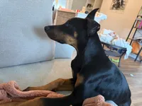 AKC Euro Doberman , a male Doberman Pinscher for sale in Pensacola, FL – 3 of 4